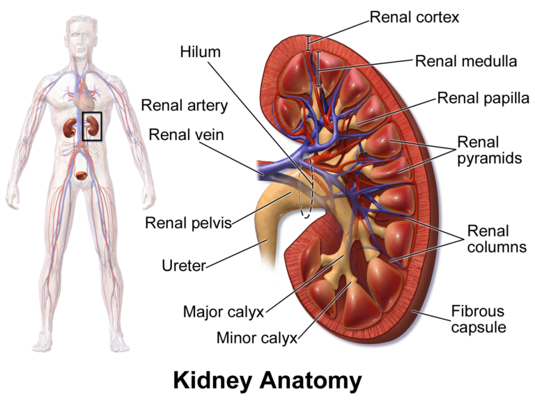 Renal Physiology